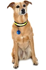 2022 Equisafety Reflective LED Flashing Dog Collar DC02 - Yellow